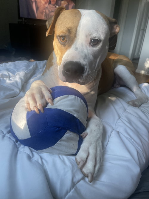 picture of the dog needing adoption