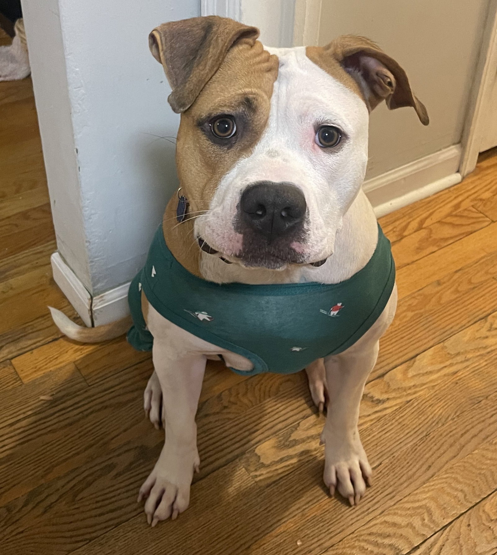 Lulu Image
