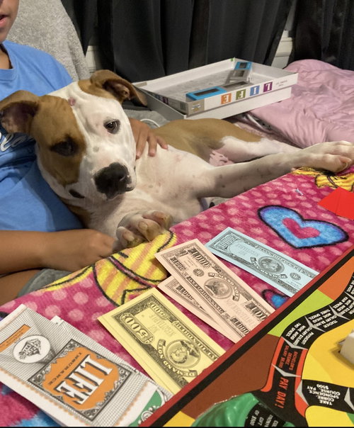 LULU - Pit Bull Terrier / Staffordshire Bull Terrier available for adoption