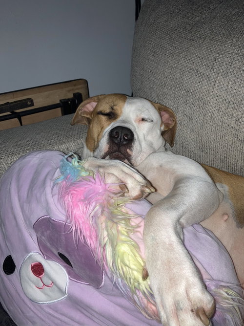 Lulu photo 4