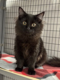 picture of the cat needing adoption