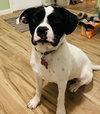 Dottie - Photo 13