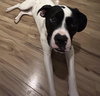 Dottie - Photo 14