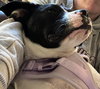 Dottie - Photo 16