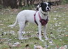 Dottie - Photo 9