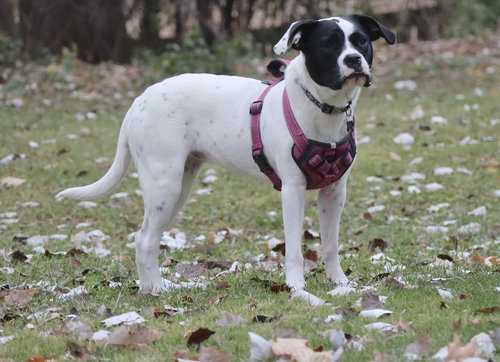 picture of the dog needing adoption