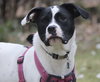 Dottie - Photo 10