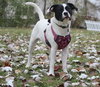 Dottie - Photo 11