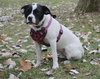 Dottie - Photo 12