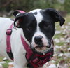 Dottie - Photo 15