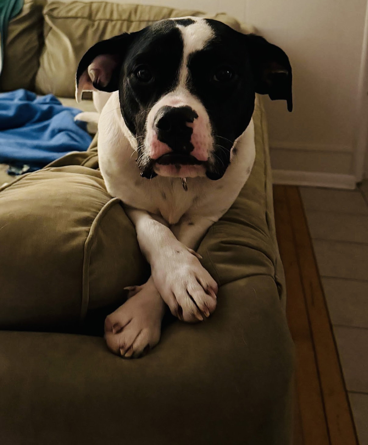 Dottie Image