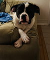 Dottie - Photo 1