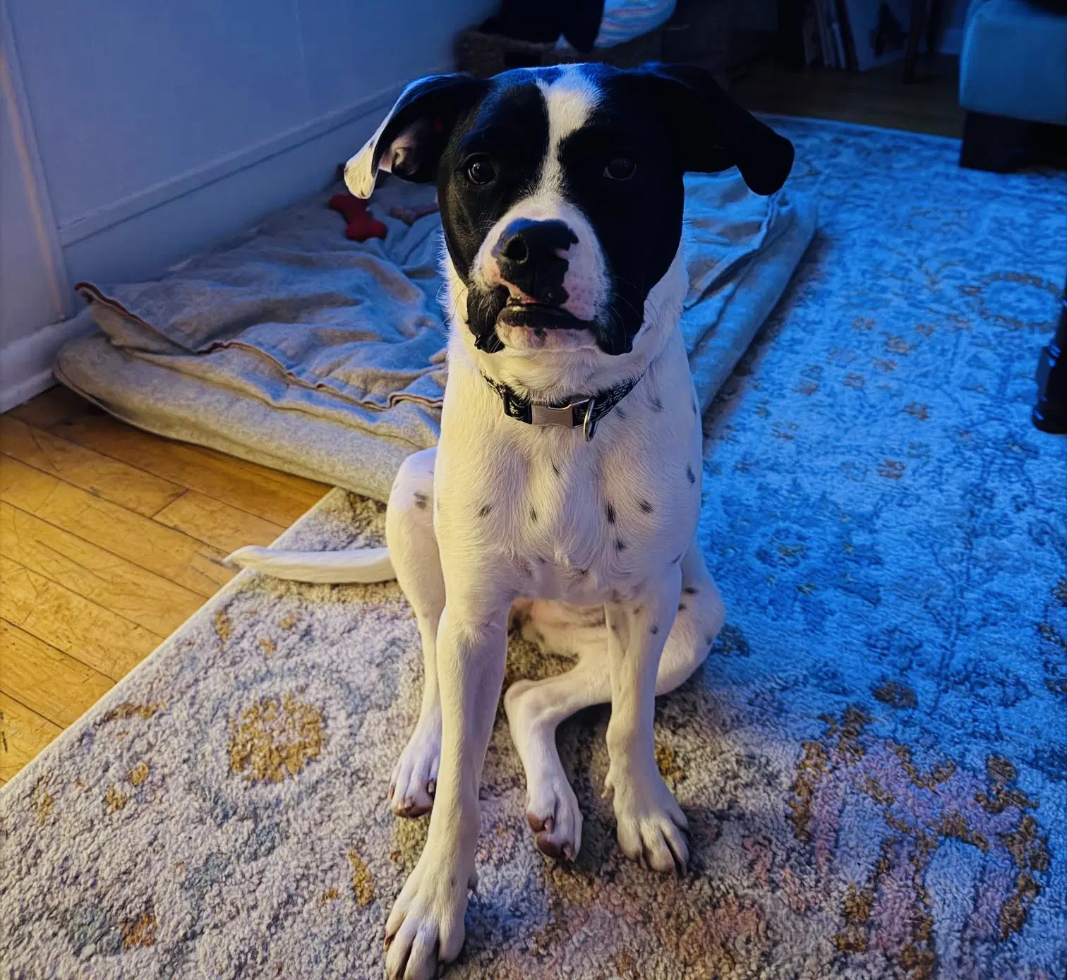 Dottie image 3