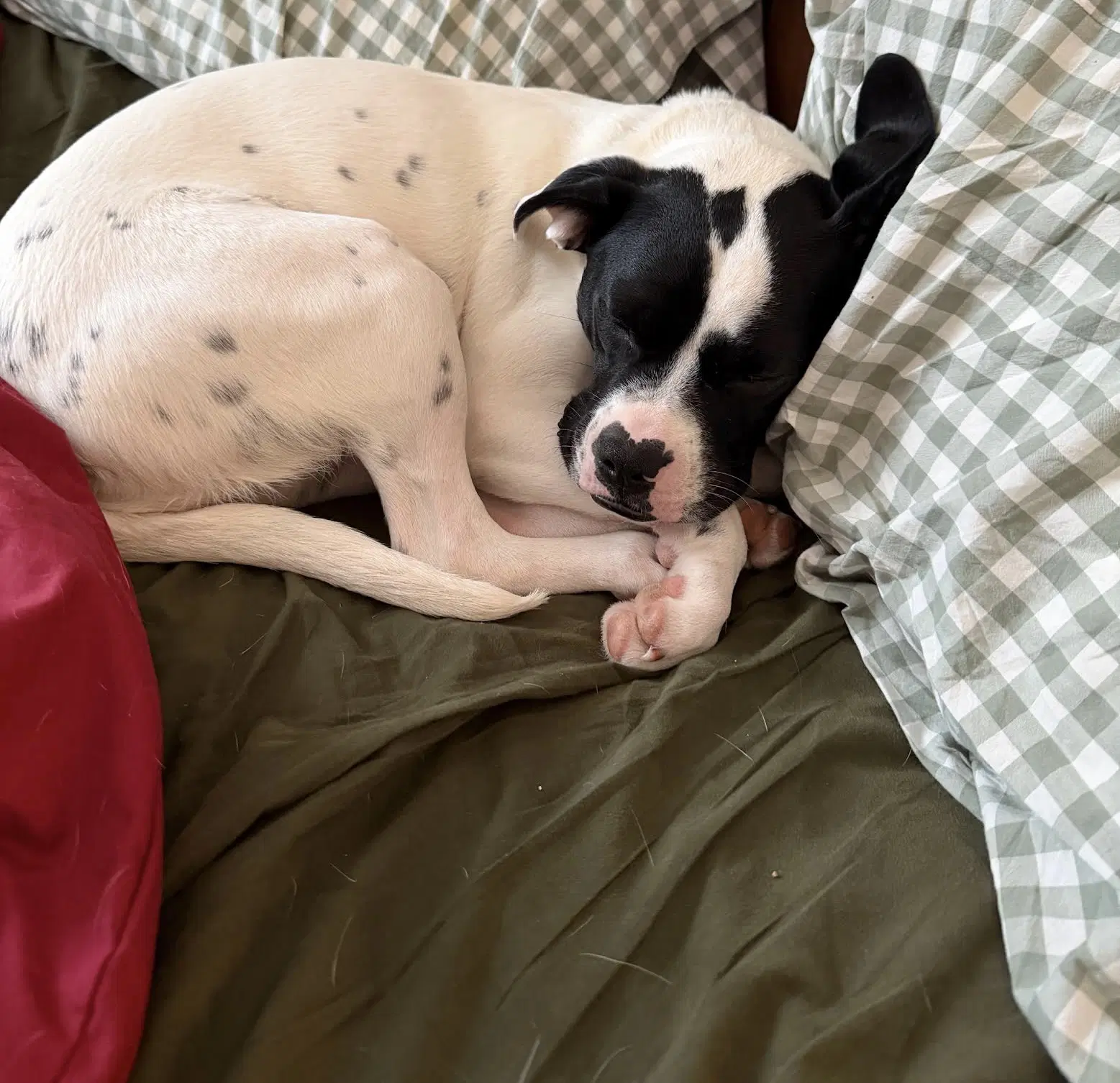 Dottie image 4