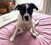Dottie - Photo 5