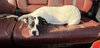 Dottie - Photo 6