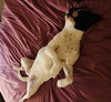 Dottie - Photo 8