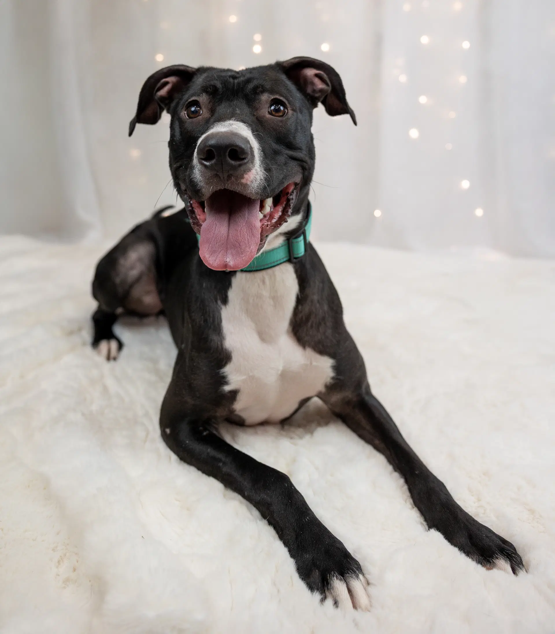 Prince - Pit Bull Terrier