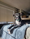 Prince - Photo 6
