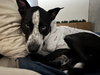 Goliath - Photo 6