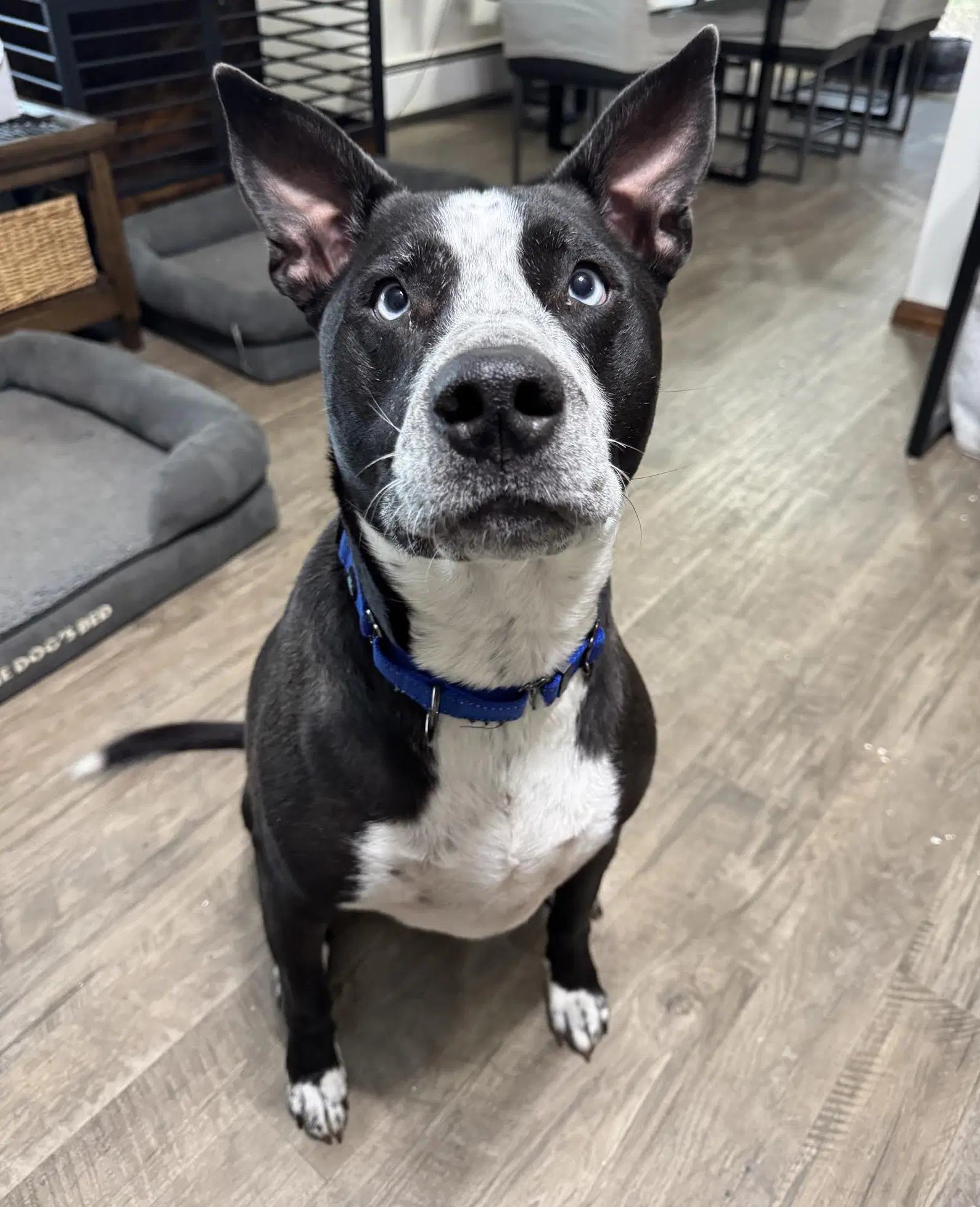 Goliath - Australian Cattle Dog/Blue Heeler