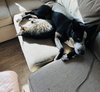 Goliath - Photo 4