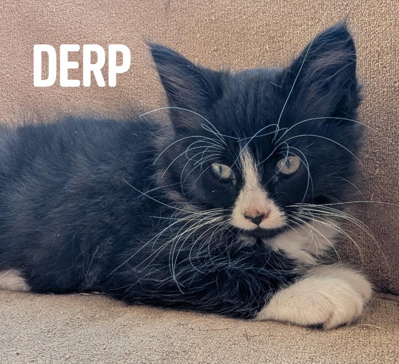 Derp Image