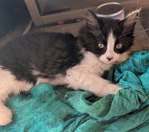 Sludge, an adoptable Tuxedo in Princeton, MN