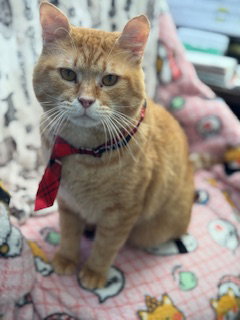 picture of the cat needing adoption