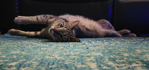 STARR - Tabby / Domestic Short Hair available for adoption