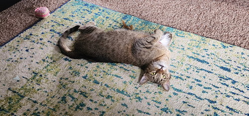STARR - Tabby / Domestic Short Hair available for adoption