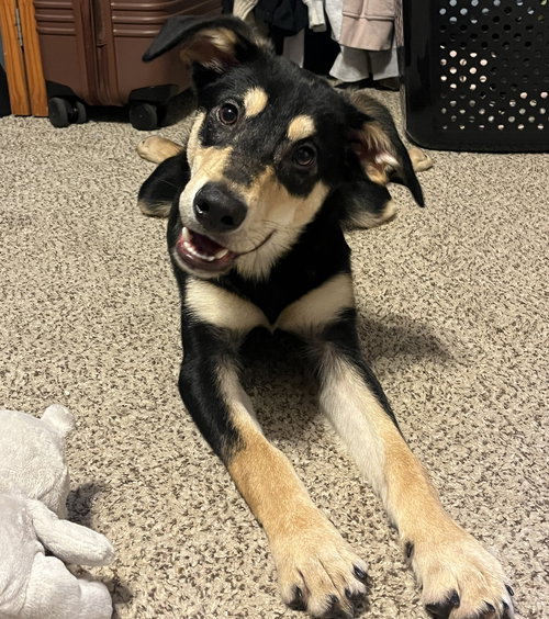 picture of the dog needing adoption