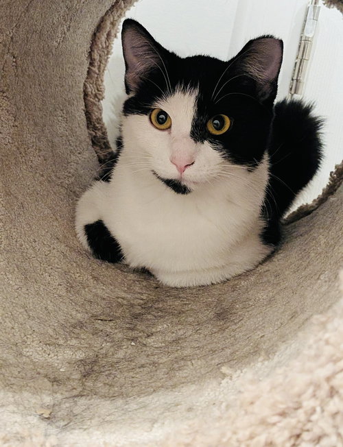 DESTINY - Domestic Short Hair available for adoption