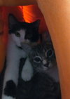 Karma - Photo 6