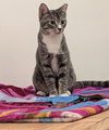 Karma - Photo 4
