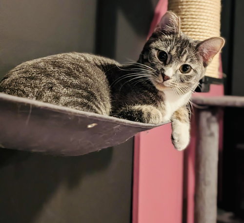 KARMA - Domestic Short Hair available for adoption