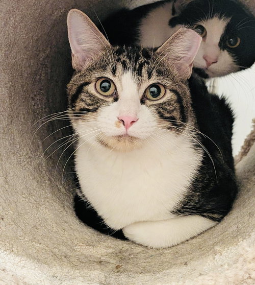 FATE - Domestic Short Hair available for adoption
