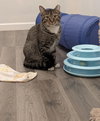 Lucky Louie - Photo 4