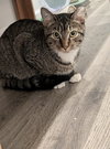 Lucky Louie - Photo 5