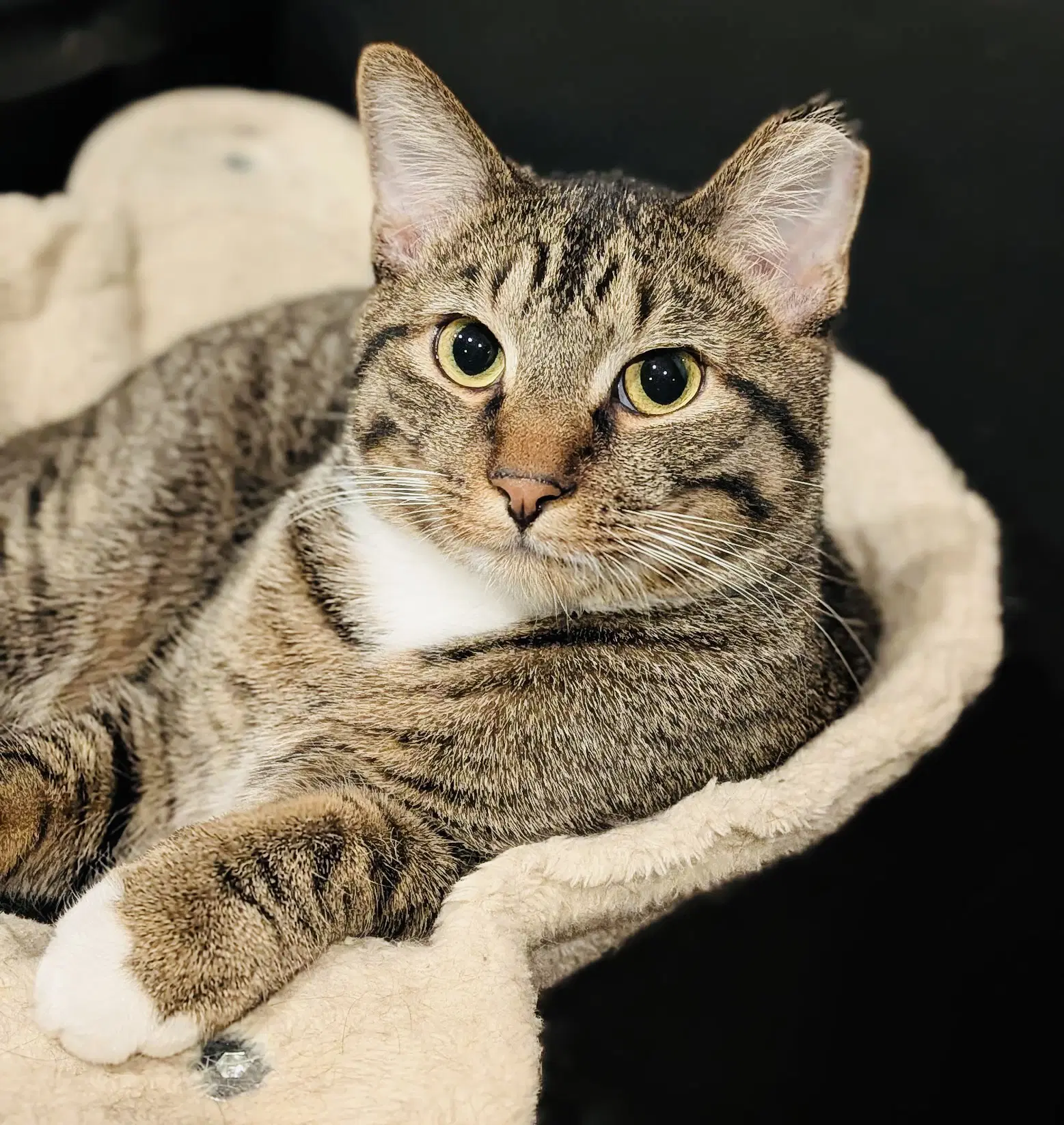 Lucky Louie - Domestic Short Hair