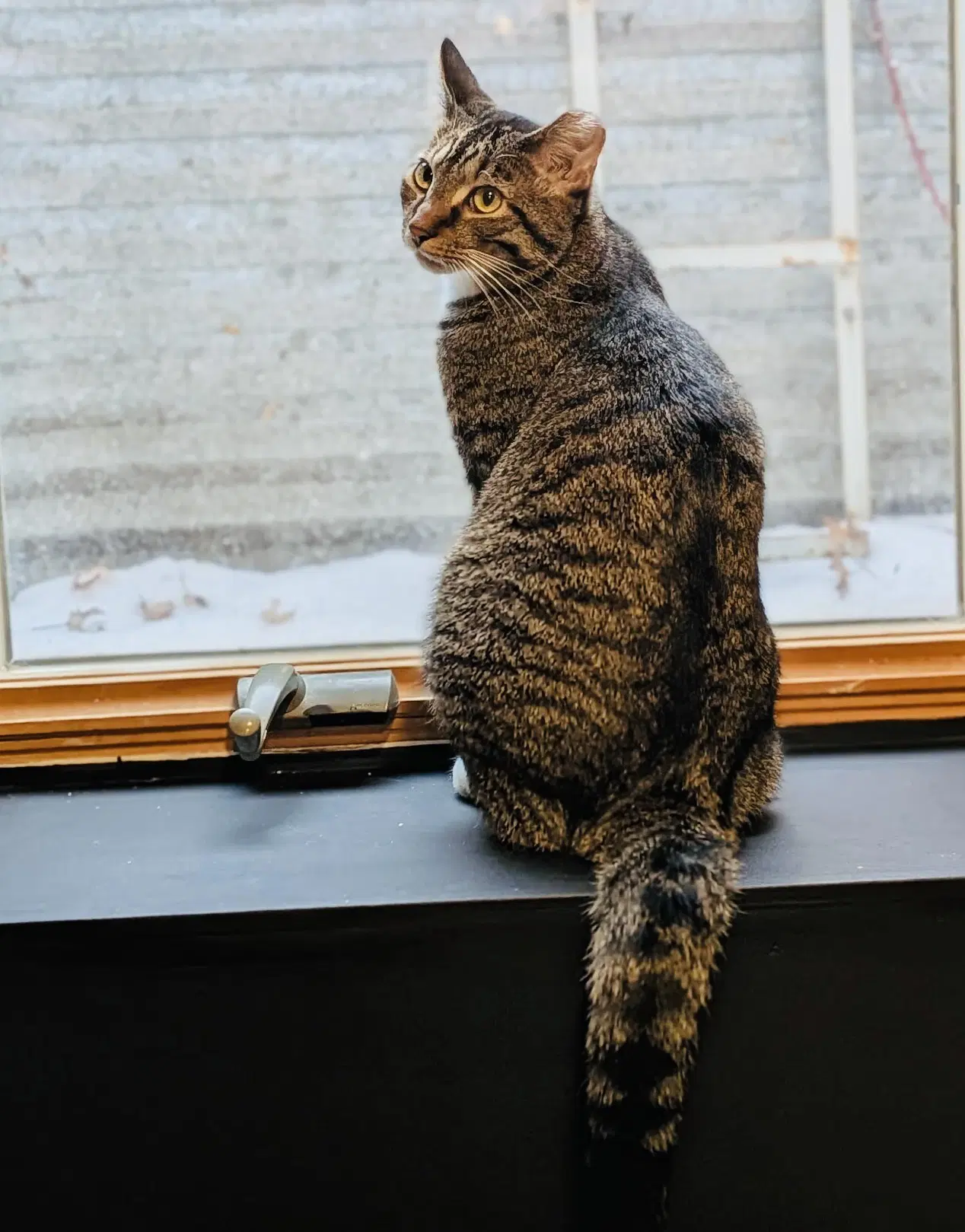 Lucky Louie image 2