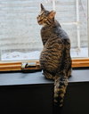Lucky Louie - Photo 2