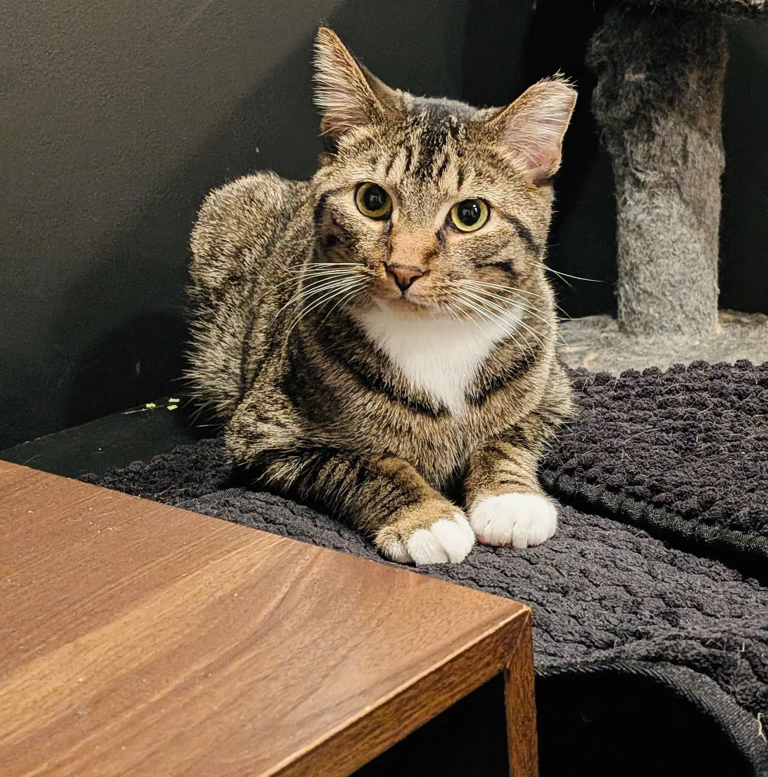 Lucky Louie image 3