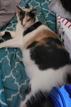 Masala - Photo 8