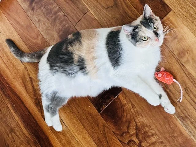 Masala