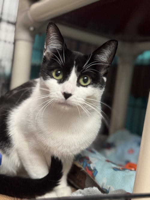 picture of the cat needing adoption