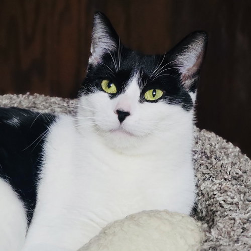 ZARA - Domestic Short Hair available for adoption