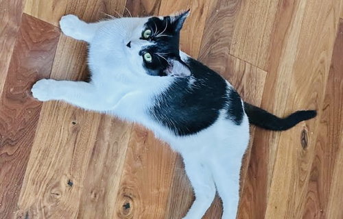 ZARA - Domestic Short Hair available for adoption