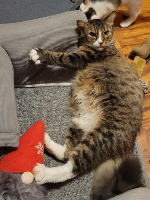POMEGRANATE - Tabby / Domestic Short Hair available for adoption