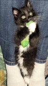 Onyx - Photo 3